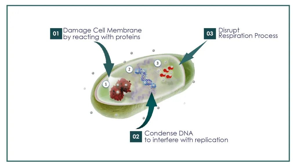 Silver Ions induce Apoptosis